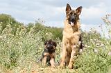 BERGER ALLEMAND 282